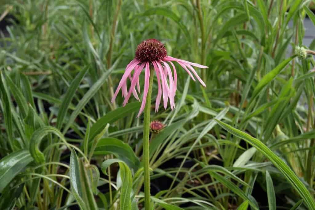 Echinacea pallida ---